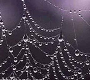 spiderwebwater400